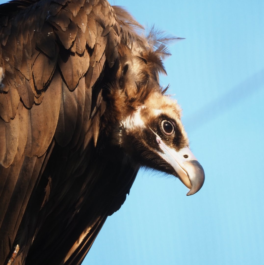CInereous vulture (Aegypius monachus), 2023-04-18