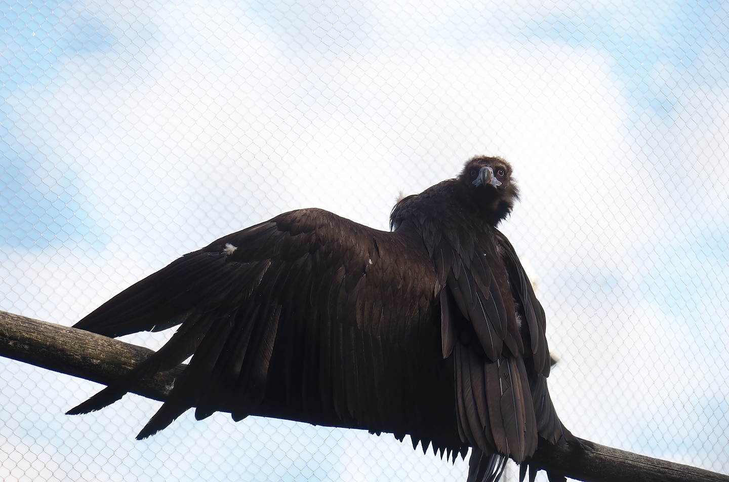 Cinereous vulture (Aegypius monachus), 2023-05-13