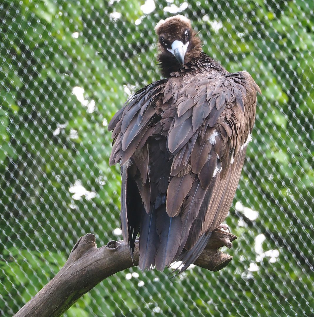Cinereous vulture (Aegypius monachus), 2023-05-13