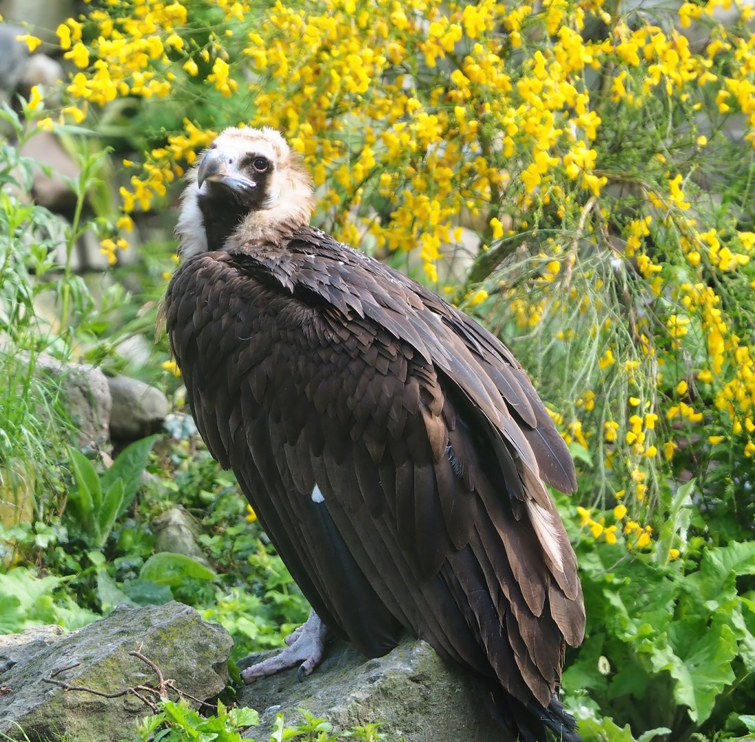 Cinereous vulture (Aegypius monachus), 2023-05-13