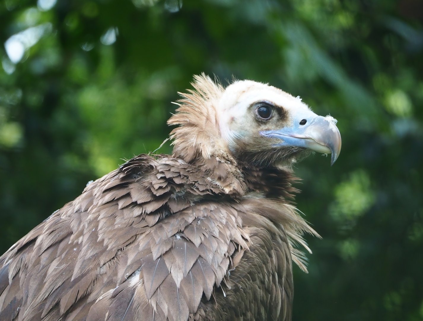 Cinereous vulture (Aegypius monachus), 2023-05-15