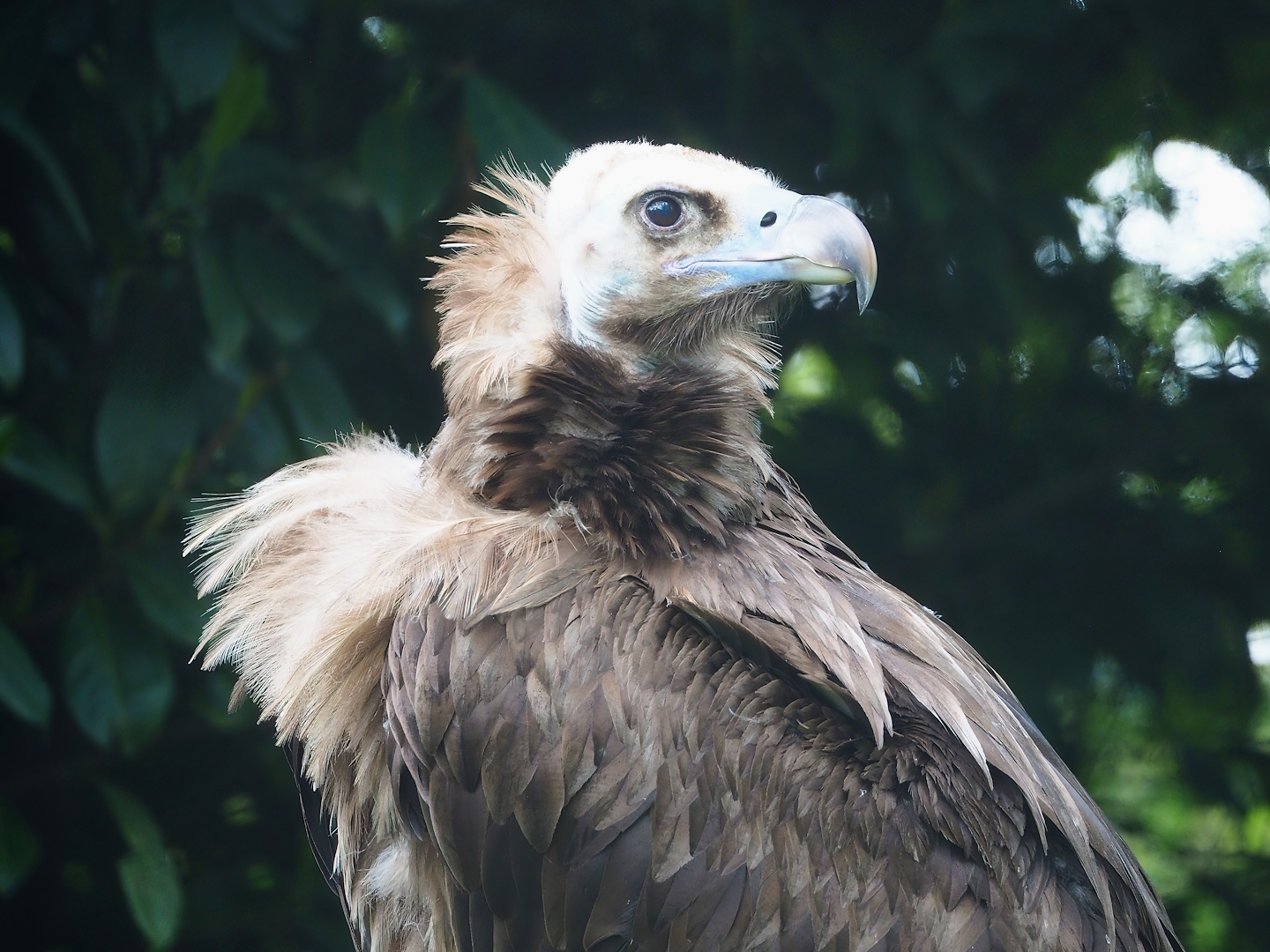 Cinereous vulture (Aegypius monachus), 2023-05-16