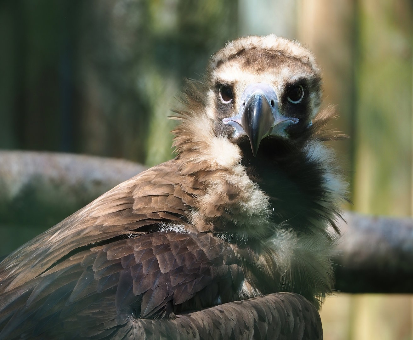 Cinereous vulture (Aegypius monachus), 2023-05-19