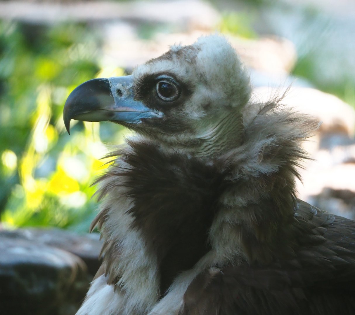 Cinereous vulture (Aegypius monachus), 2023-06-04