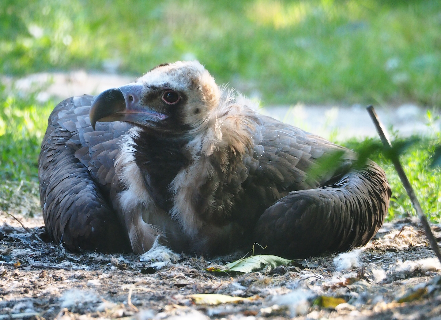 Cinereous vulture (Aegypius monachus), 2023-07-08