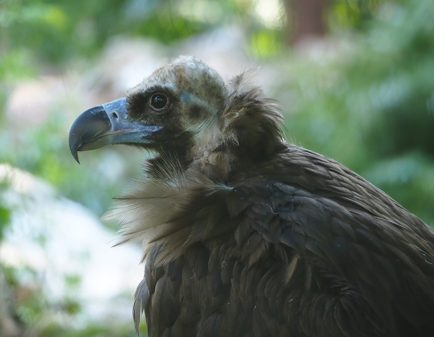 Cinereous vulture (Aegypius monachus), 2023-07-08