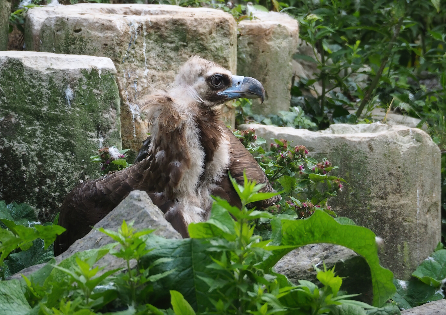 Cinereous vulture (Aegypius monachus), 2023-07-26