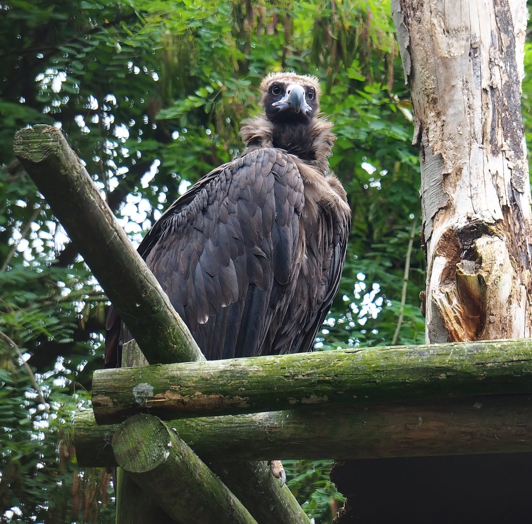 Cinereous vulture (Aegypius monachus), 2023-08-17