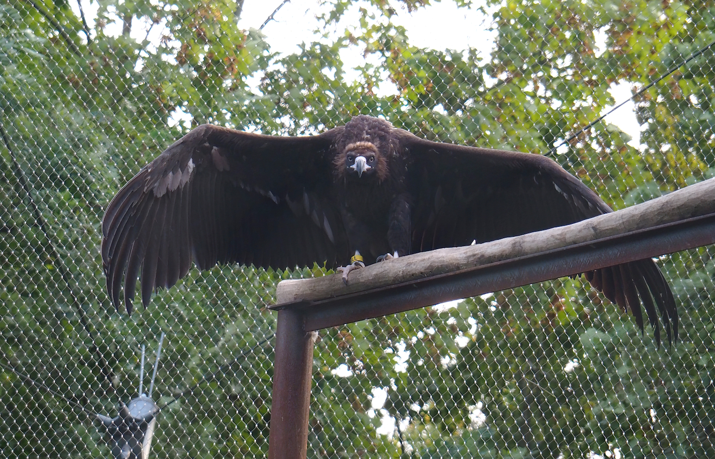 Cinereous vulture (Aegypius monachus), 2023-09-19