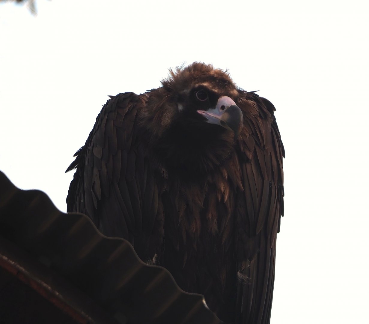 Cinereous vulture (Aegypius monachus), 2023-10-04