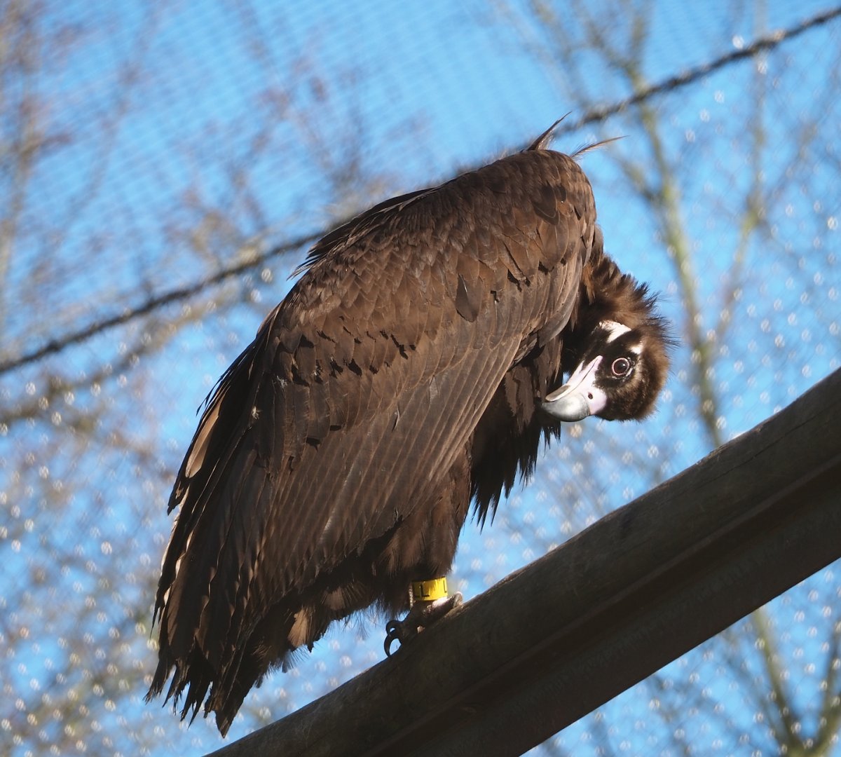 Cinereous vulture (Aegypius monachus), 2024-03-04