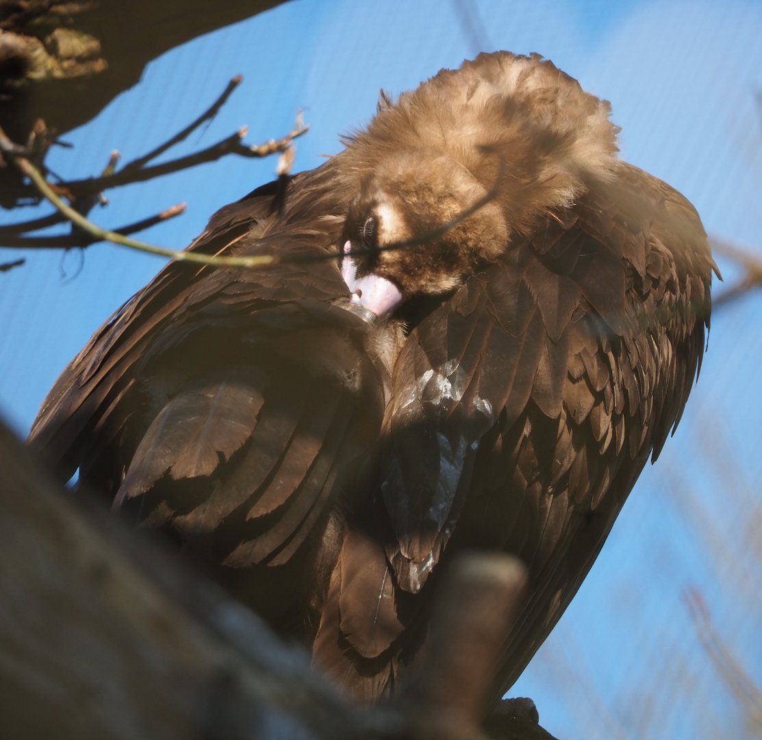 Cinereous vulture (Aegypius monachus), 2024-03-04