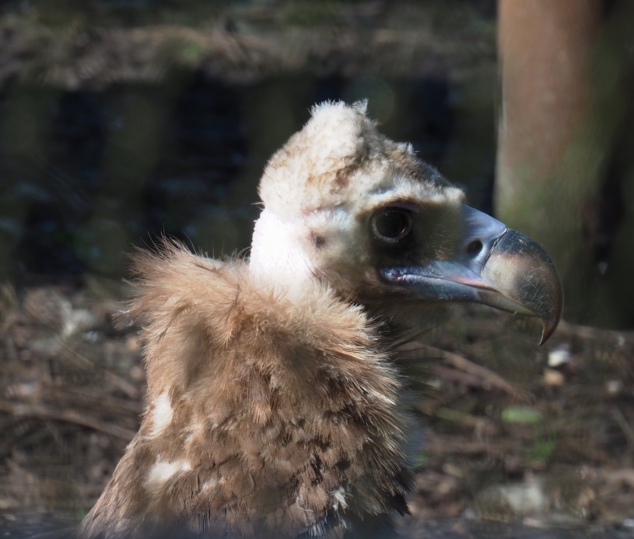Cinereous vulture (Aegypius monachus), 2024-03-04