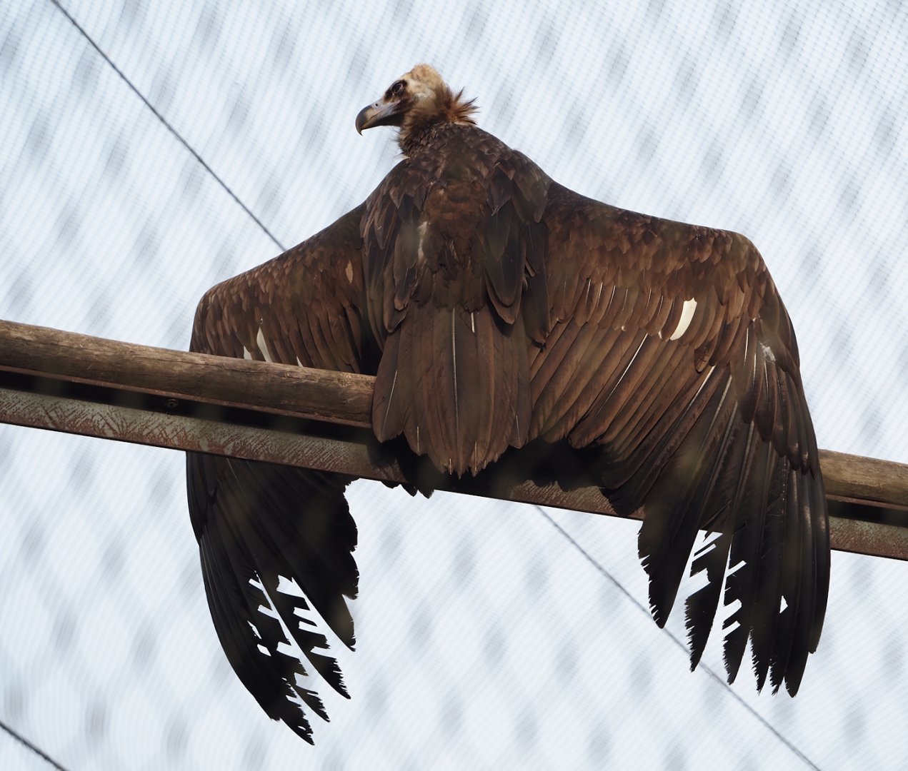 Cinereous vulture (Aegypius monachus), 2024-03-20