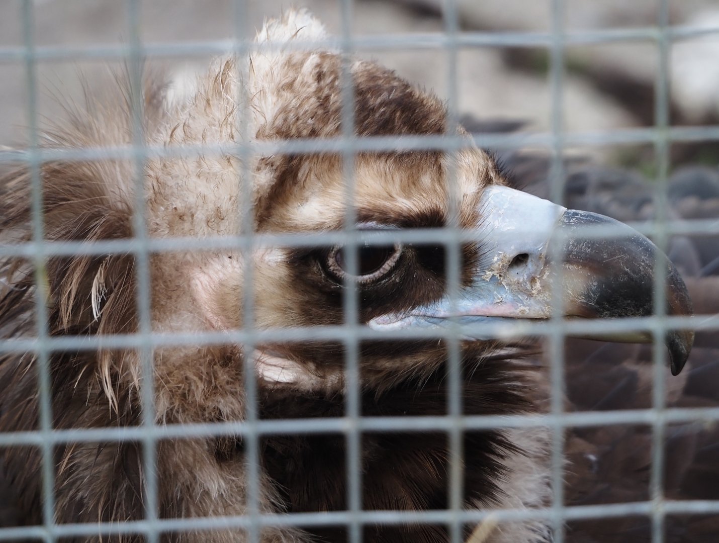 Cinereous vulture (Aegypius monachus), 2024-03-20