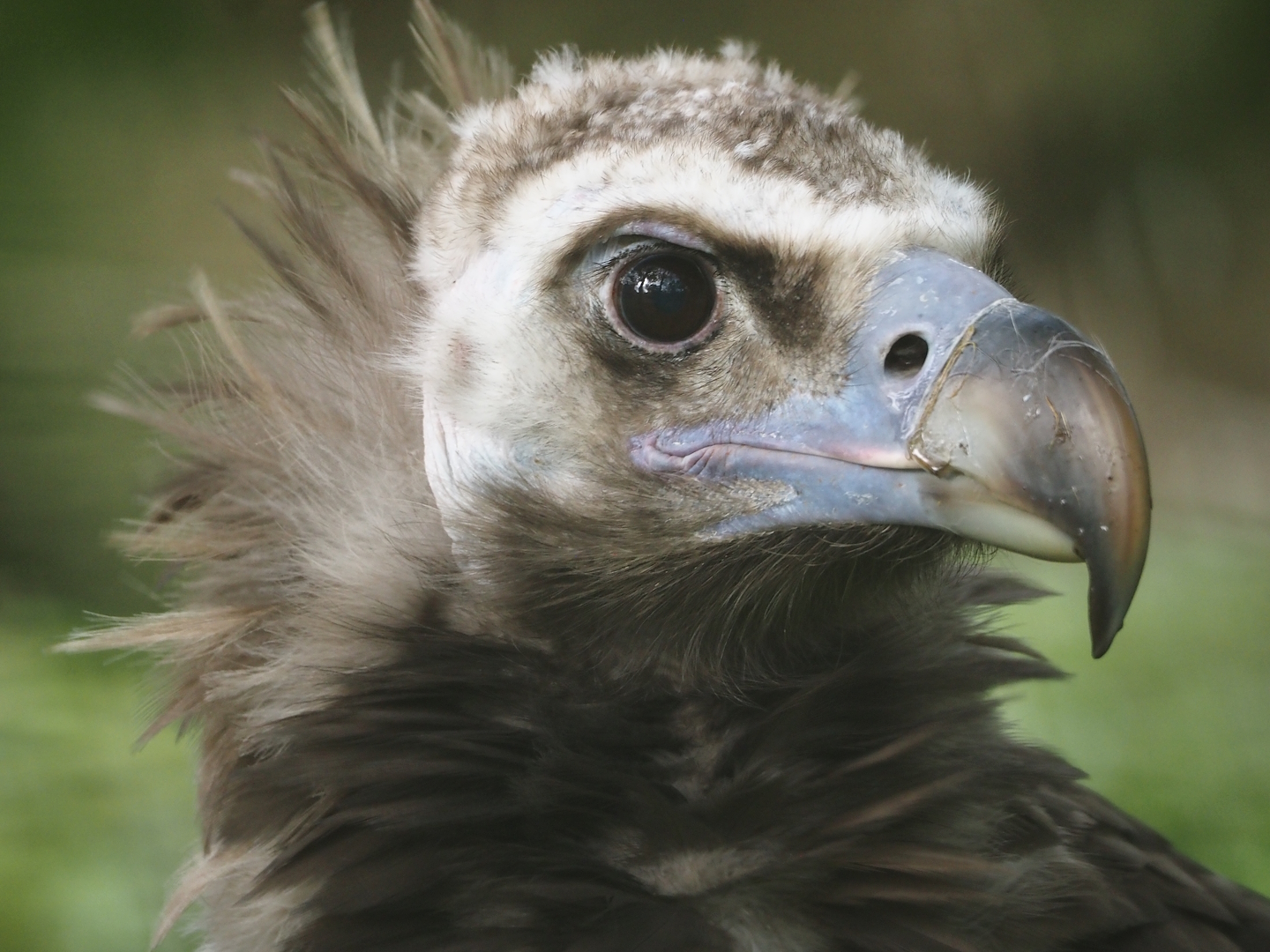 Cinereous vulture (Aegypius monachus), 2024-09-17