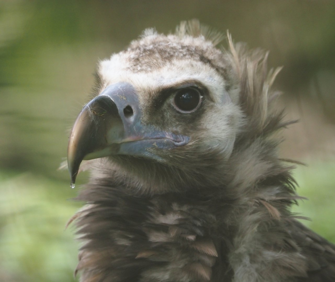 Cinereous vulture (Aegypius monachus), 2024-09-17