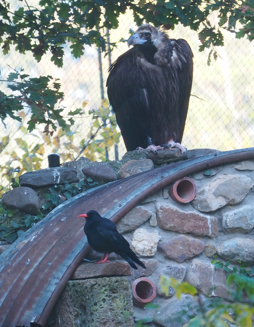 Cinereous vulture (Aegypius monachus) and Red-billed chough (Pyrrhocorax pyrrhocorax), 2022-11-12