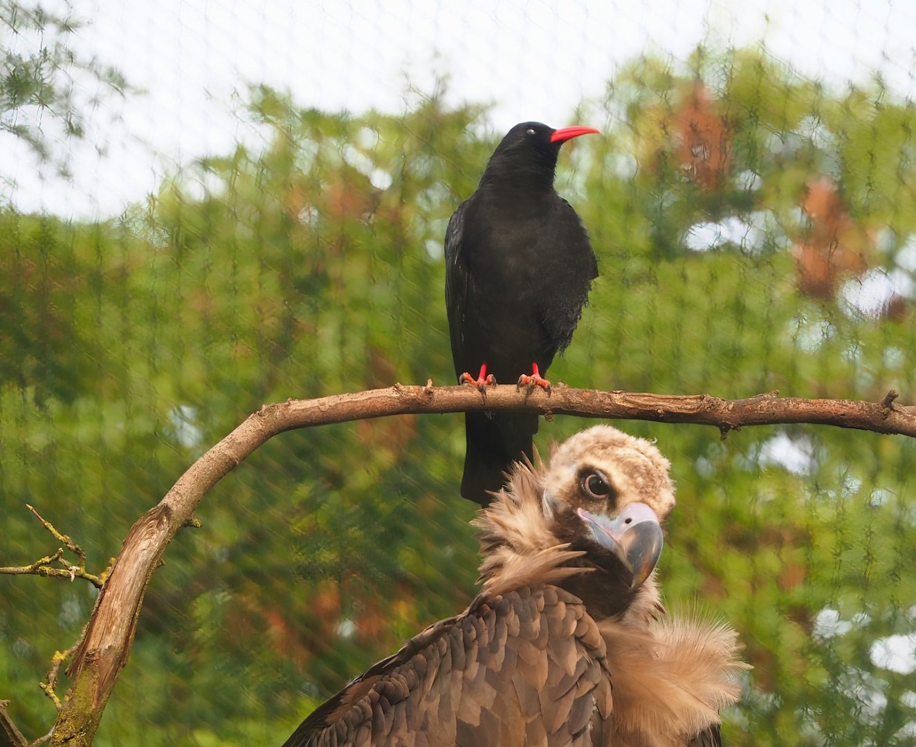 Cinereous vulture (Aegypius monachus) and Red-billed chough (Pyrrhocorax pyrrhocorax), 2023-09-19