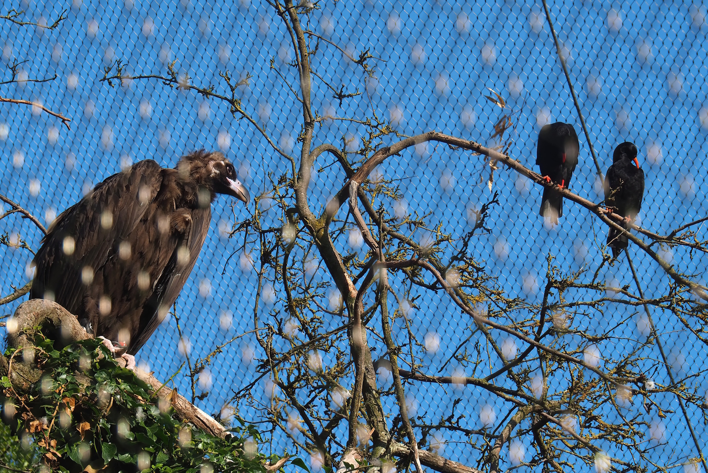 Cinereous vulture (Aegypius monachus) and Red-billed choughs (Pyrrhocorax pyrrhocorax), 2022-07-16
