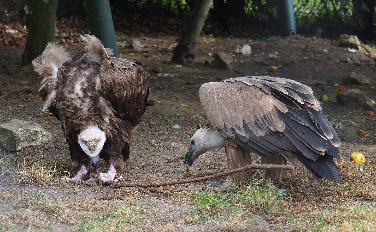 Cinereous vulture (Aegypius monachus) and Western Eurasian griffon vulture (Gyps fulvus fulvus), 2020-09-02