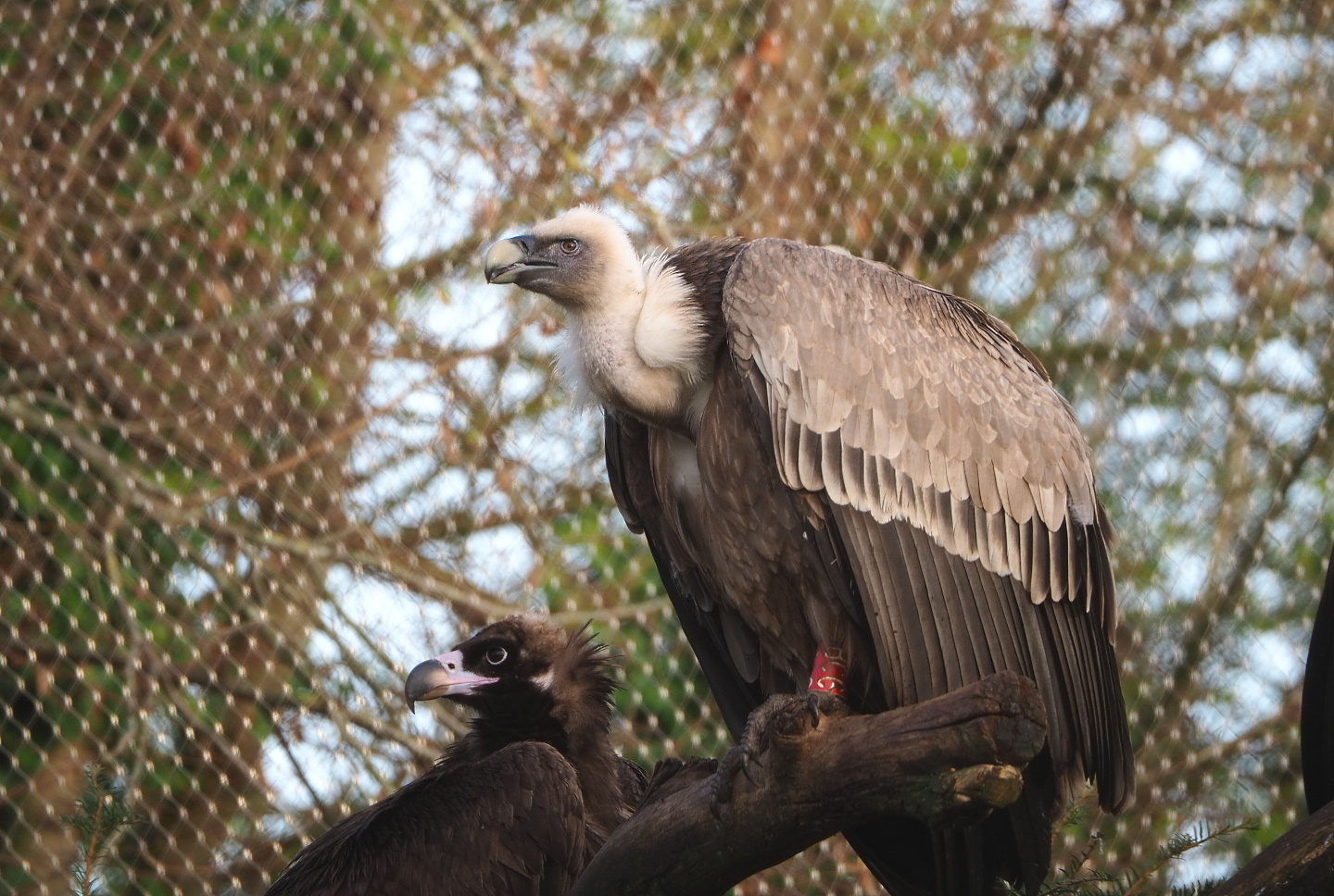Cinereous vulture (Aegypius monachus) and Western eurasian griffon vulture (Gyps fulvus fulvus), 2021-12-07