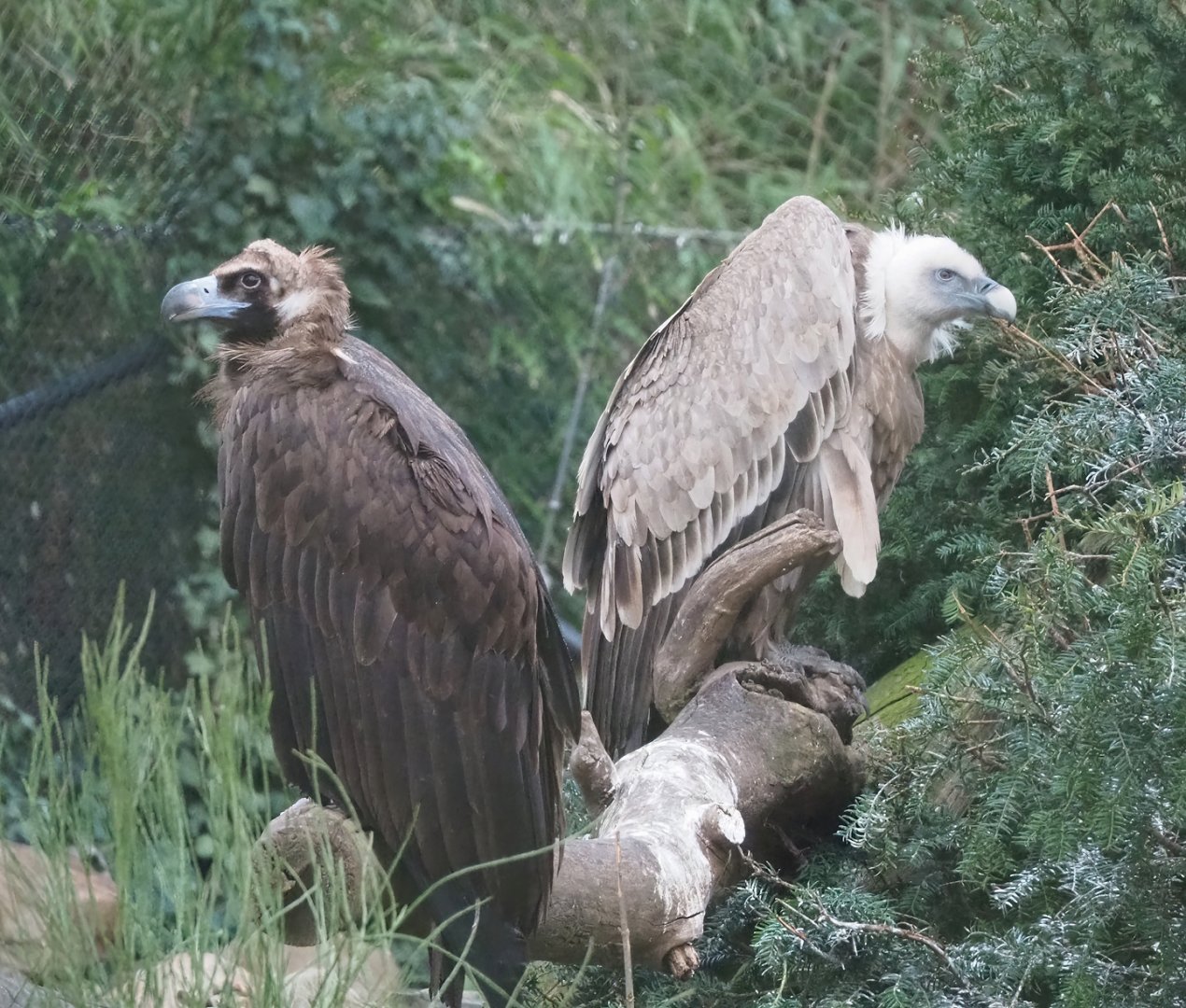 Cinereous vulture (Aegypius monachus) and Western Eurasian griffon vulture (Gyps fulvus fulvus), 2023-02-19