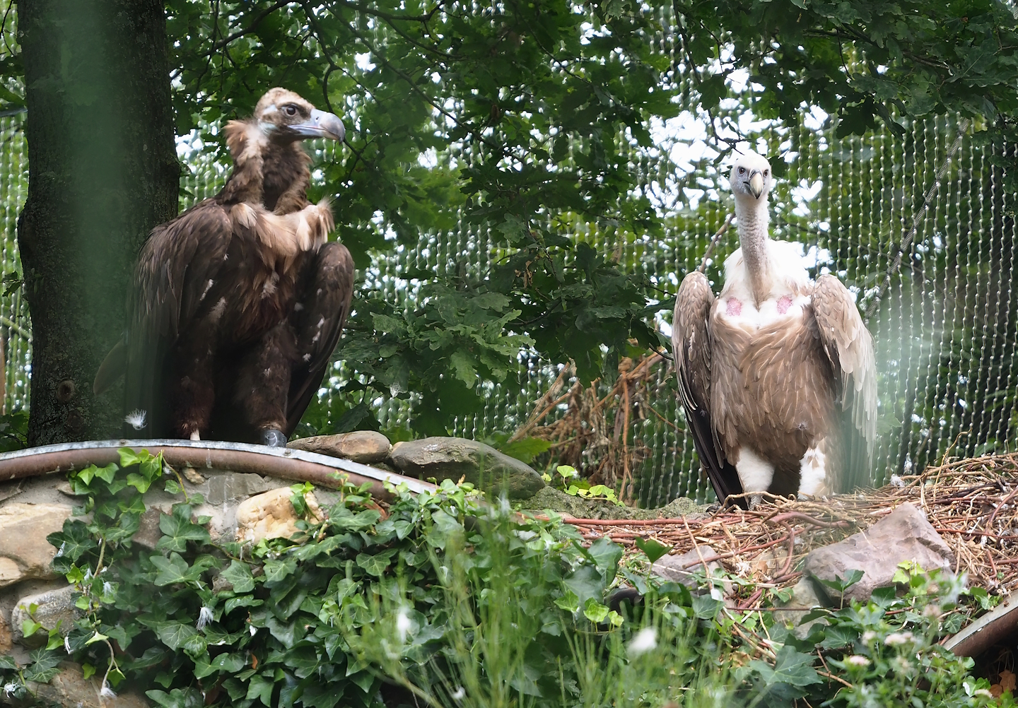 Cinereous vulture (Aegypius monachus) and Western Eurasian griffon vulture (Gyps fulvus fulvus), 2023-07-26