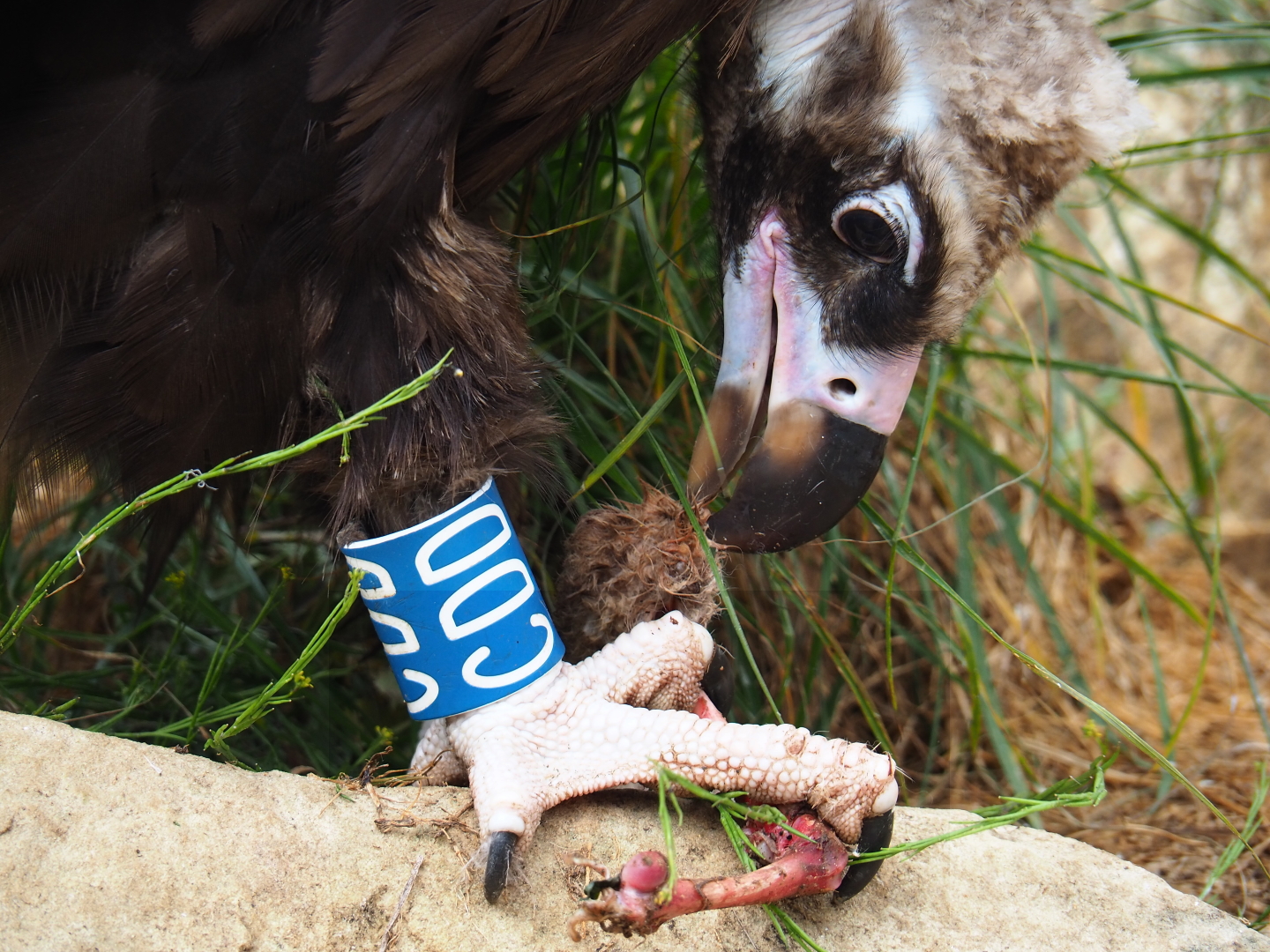 Cinereous vulture (Aegypius monachus) feeding on rabbit bits, 2019-07-21