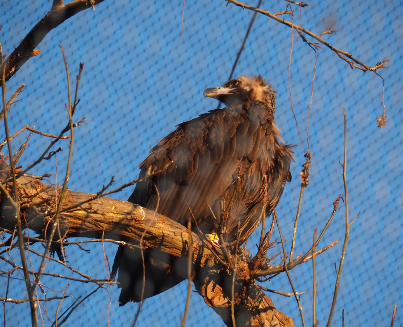 Cinereous vulture (Aegypius monachus), Jan 20th, 2019