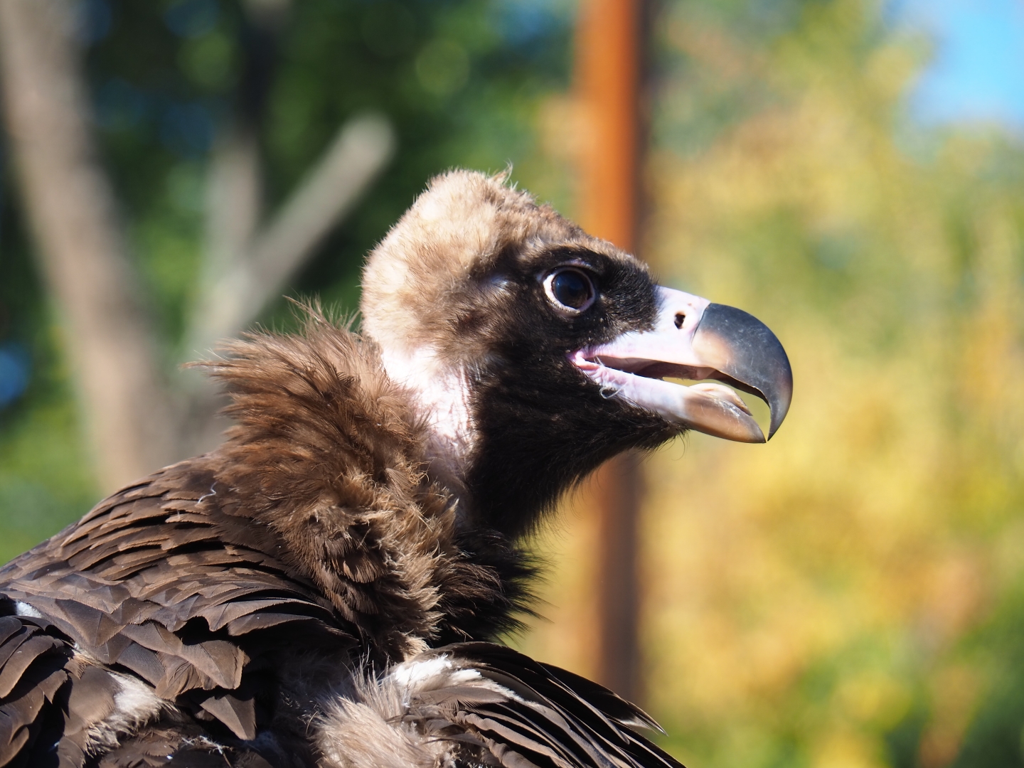 Cinereous vulture (Aegypius monachus), Oct 13th, 2018