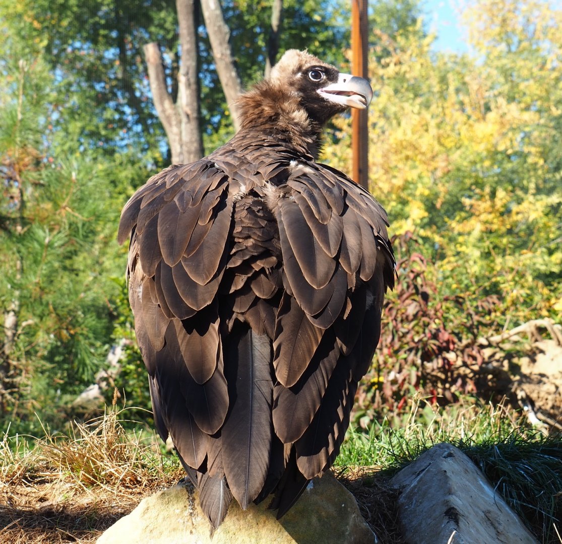 Cinereous vulture (Aegypius monachus), Oct 13th, 2018
