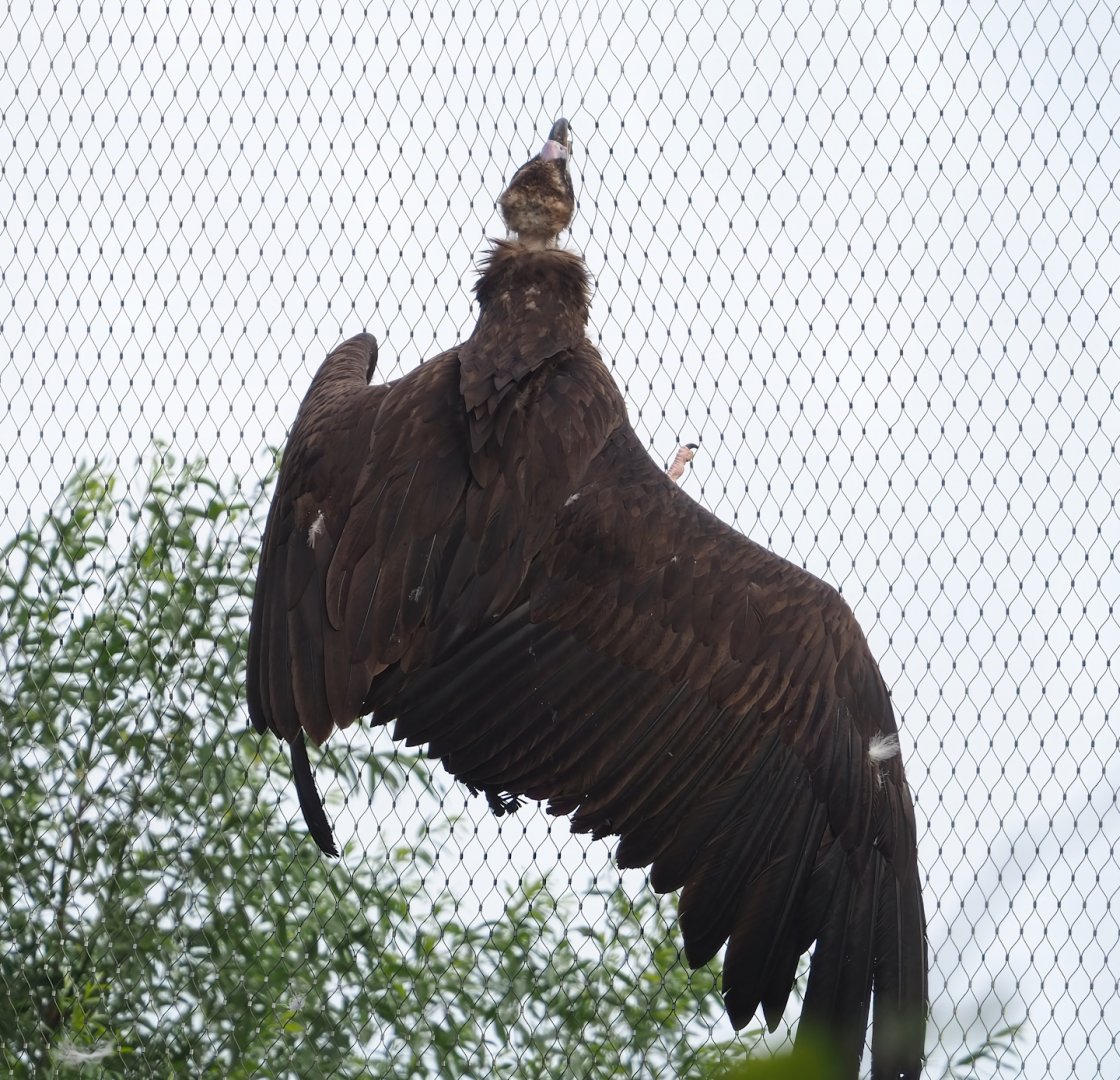 Cinereous vulture (Aegypius monachus) on aviary mesh, 2023-07-26