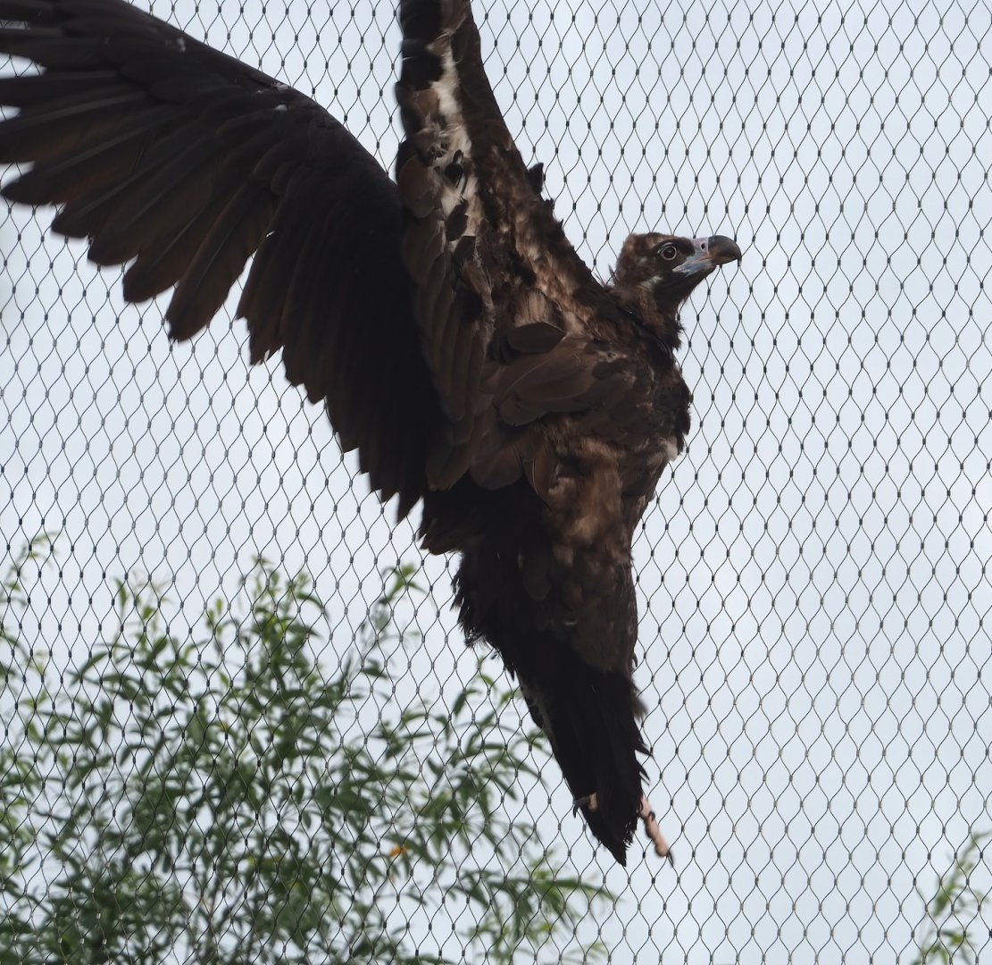 Cinereous vulture (Aegypius monachus) on aviary mesh, 2023-07-26