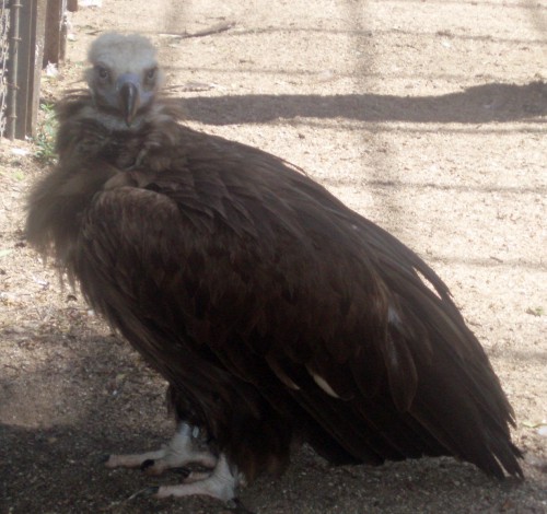 Cinereous Vulture (Aegypius monachus)