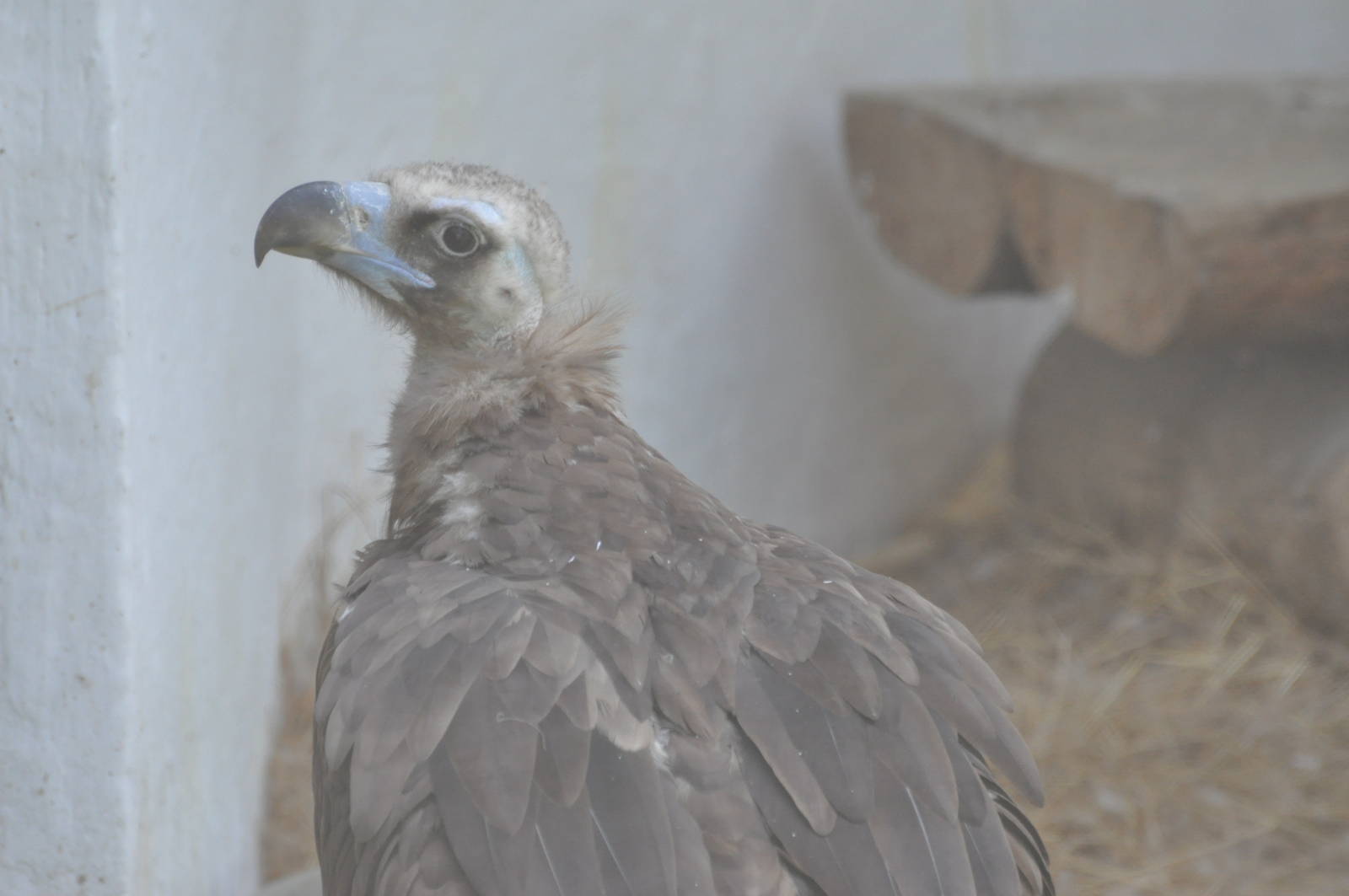 Cinereous vulture/ Aegypius monachus