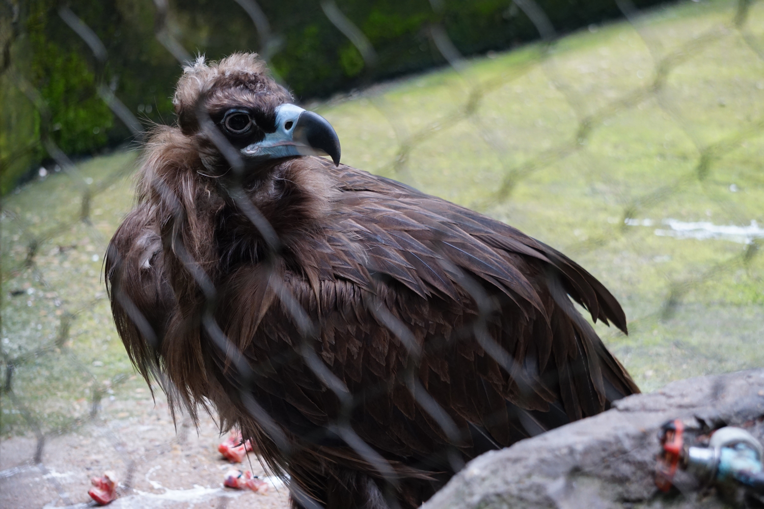 Cinereous vulture (Aegypius monachus)