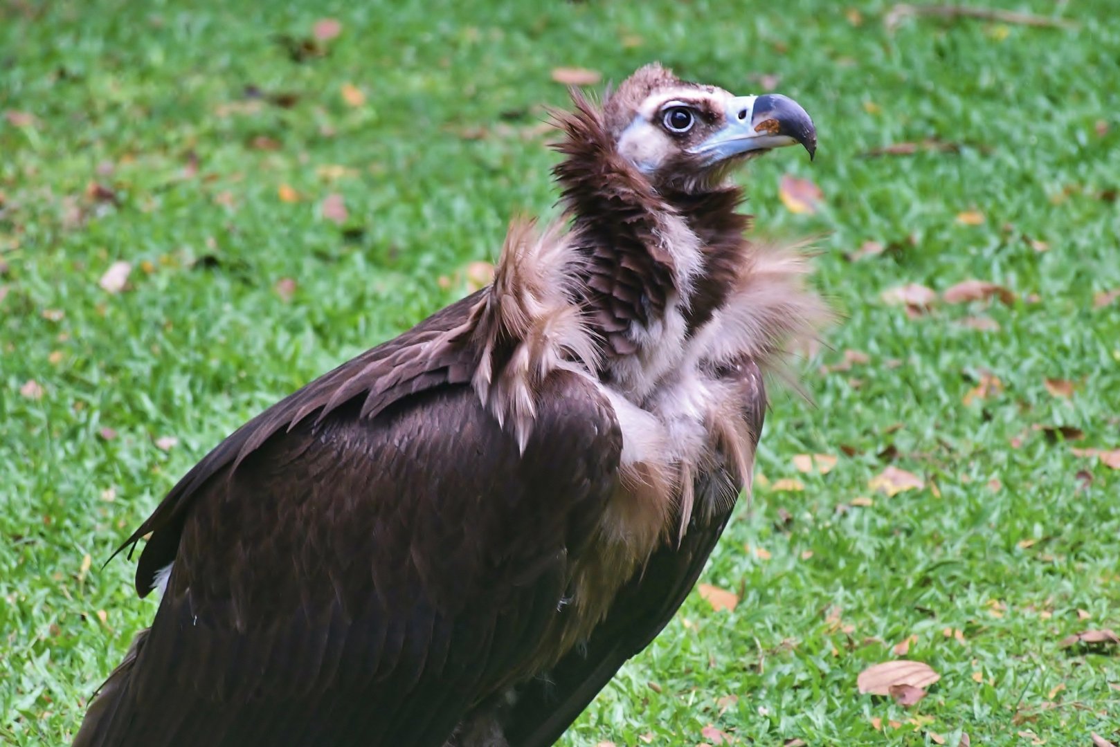 Cinereous Vulture (Aegypius monachus)
