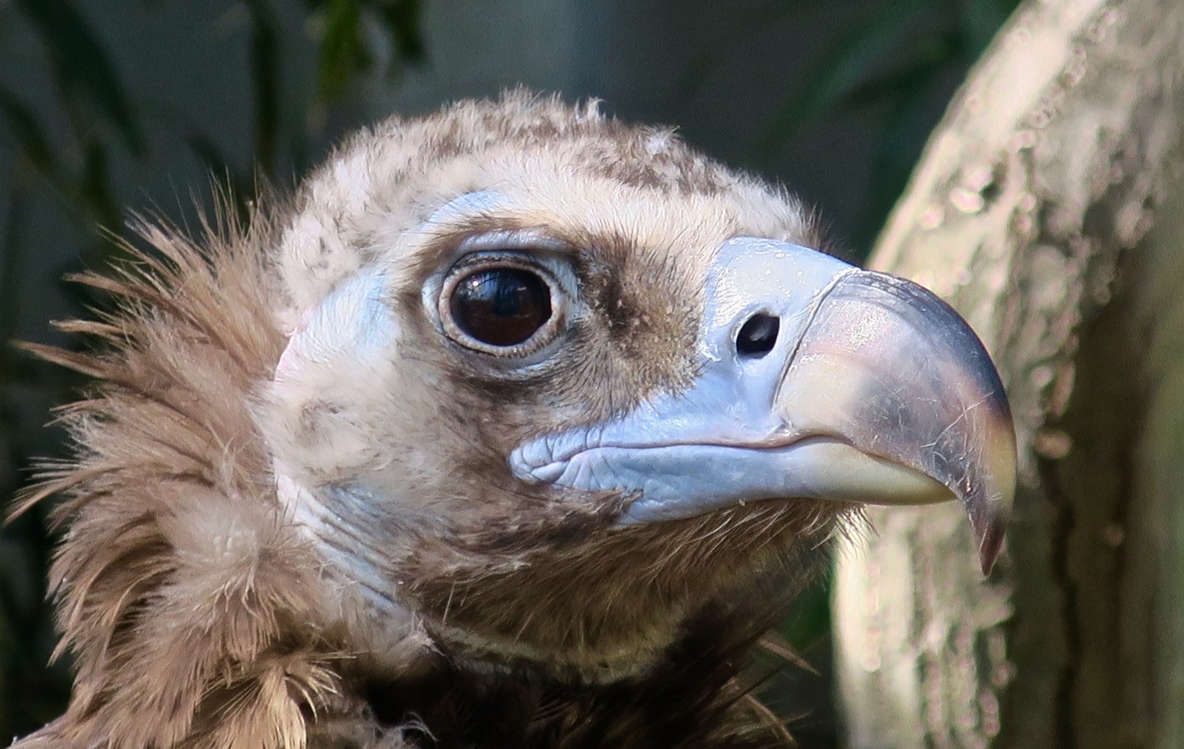Cinereous Vulture (Aegypius monachus)