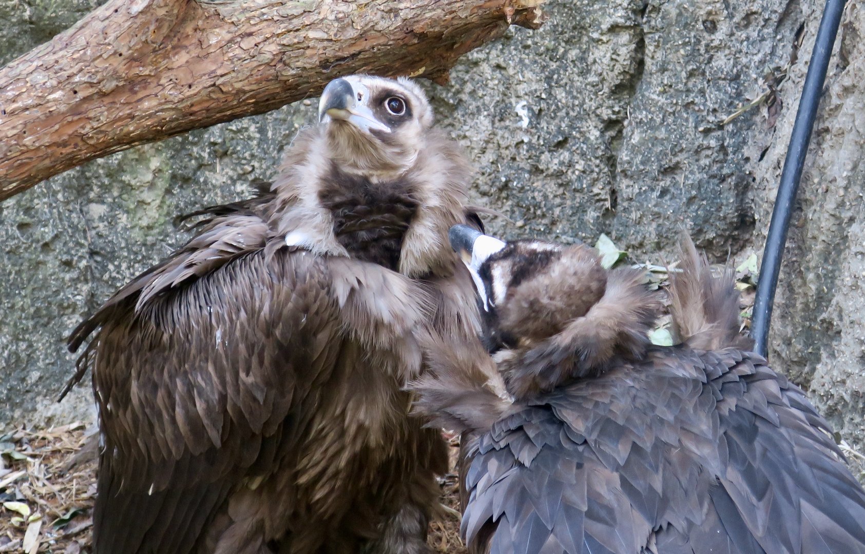 Cinereous Vulture (Aegypius monachus)
