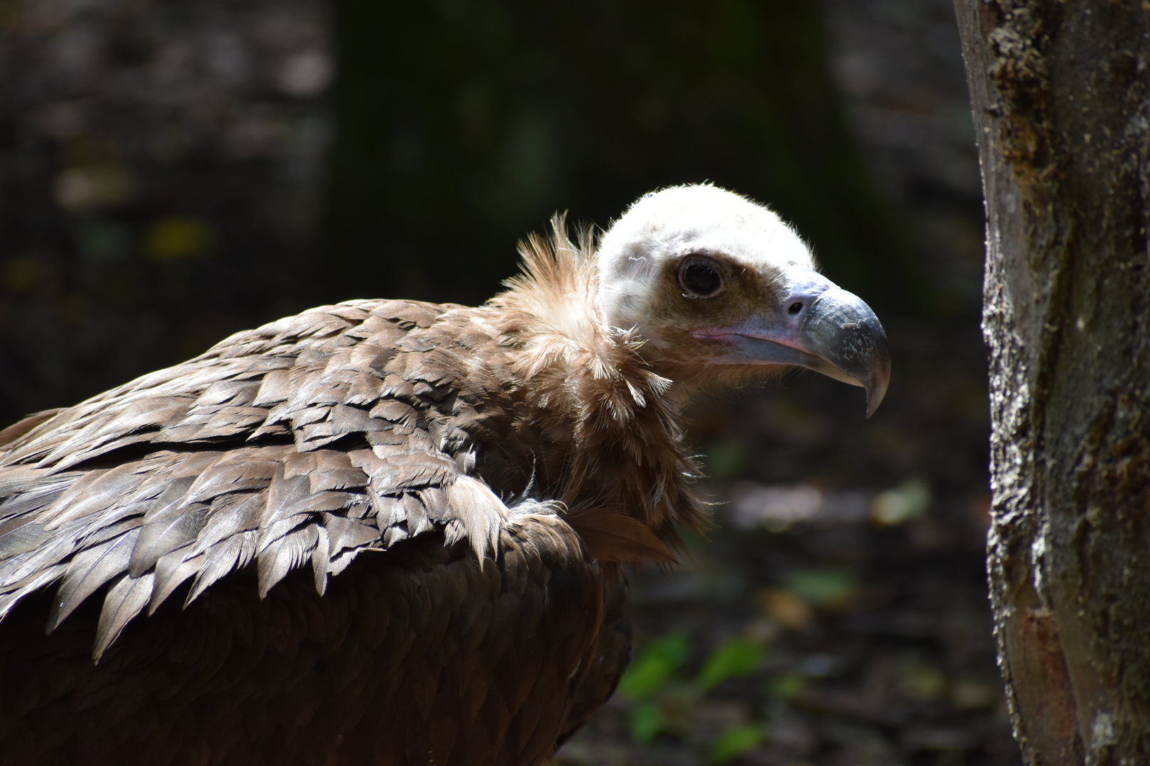 Cinereous Vulture - Aegypius monachus
