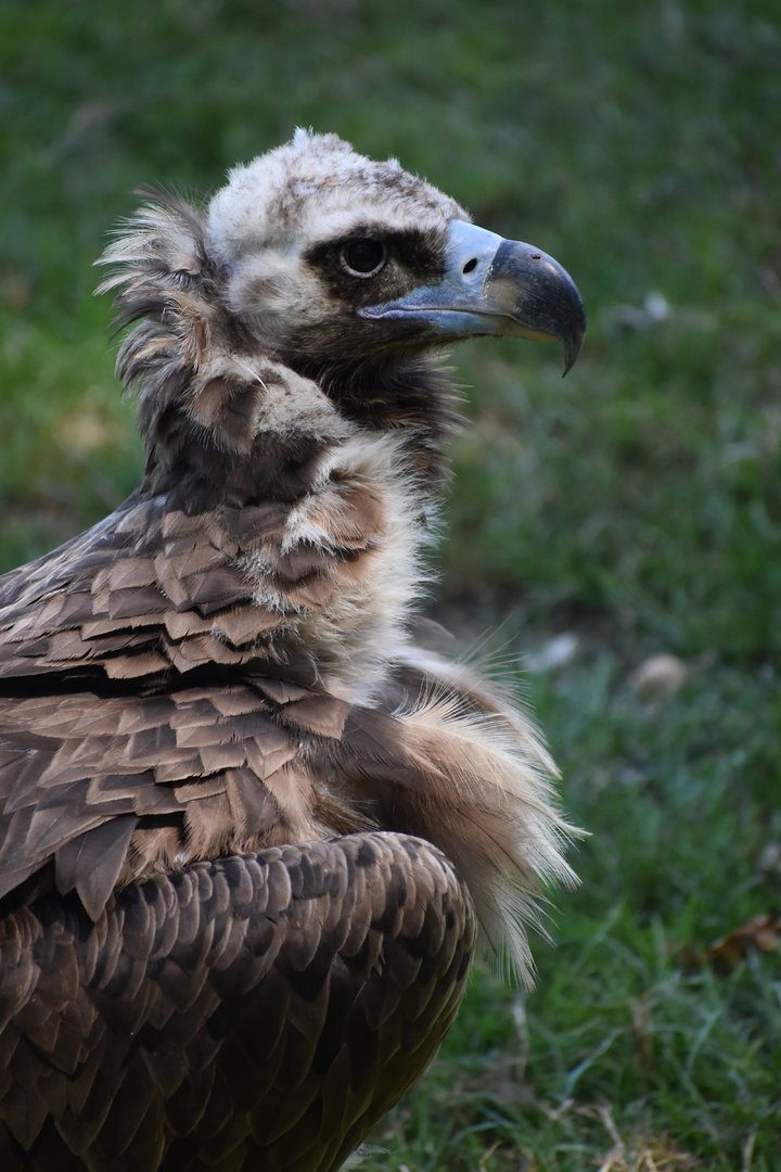 Cinereous Vulture - Aegypius monachus