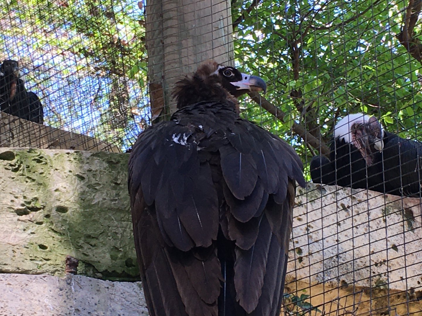 Cinereous Vulture (Aegypius monachus
