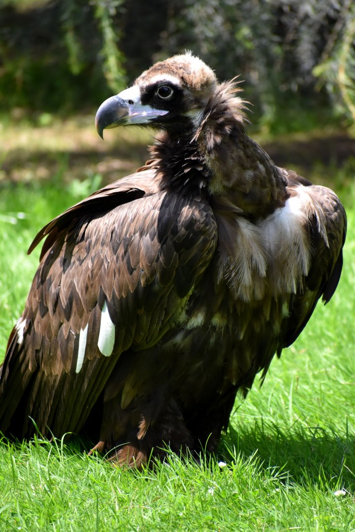 Cinereous Vulture - Aegypius monachus
