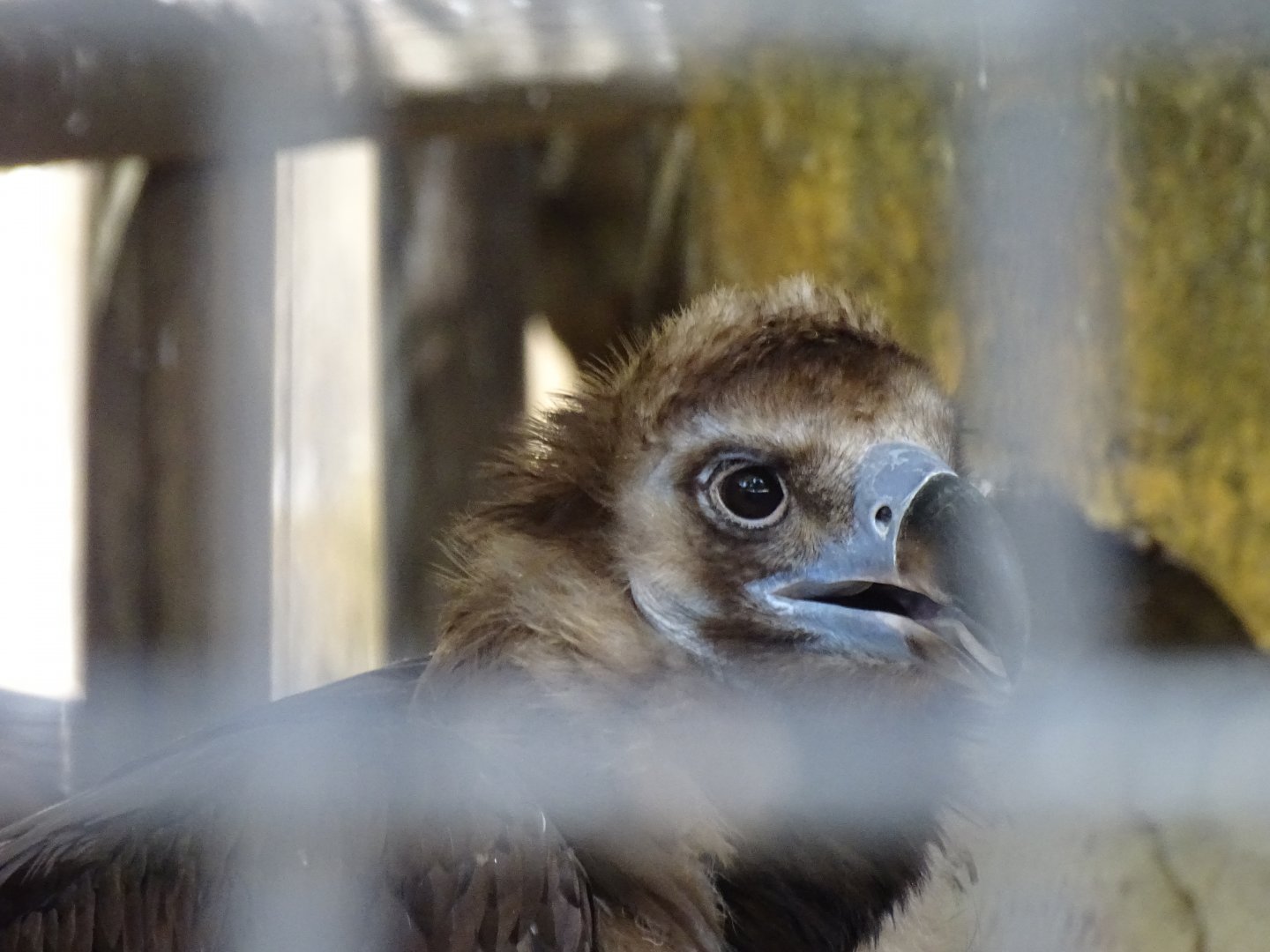 Cinereous vulture (Aegypius monachus)