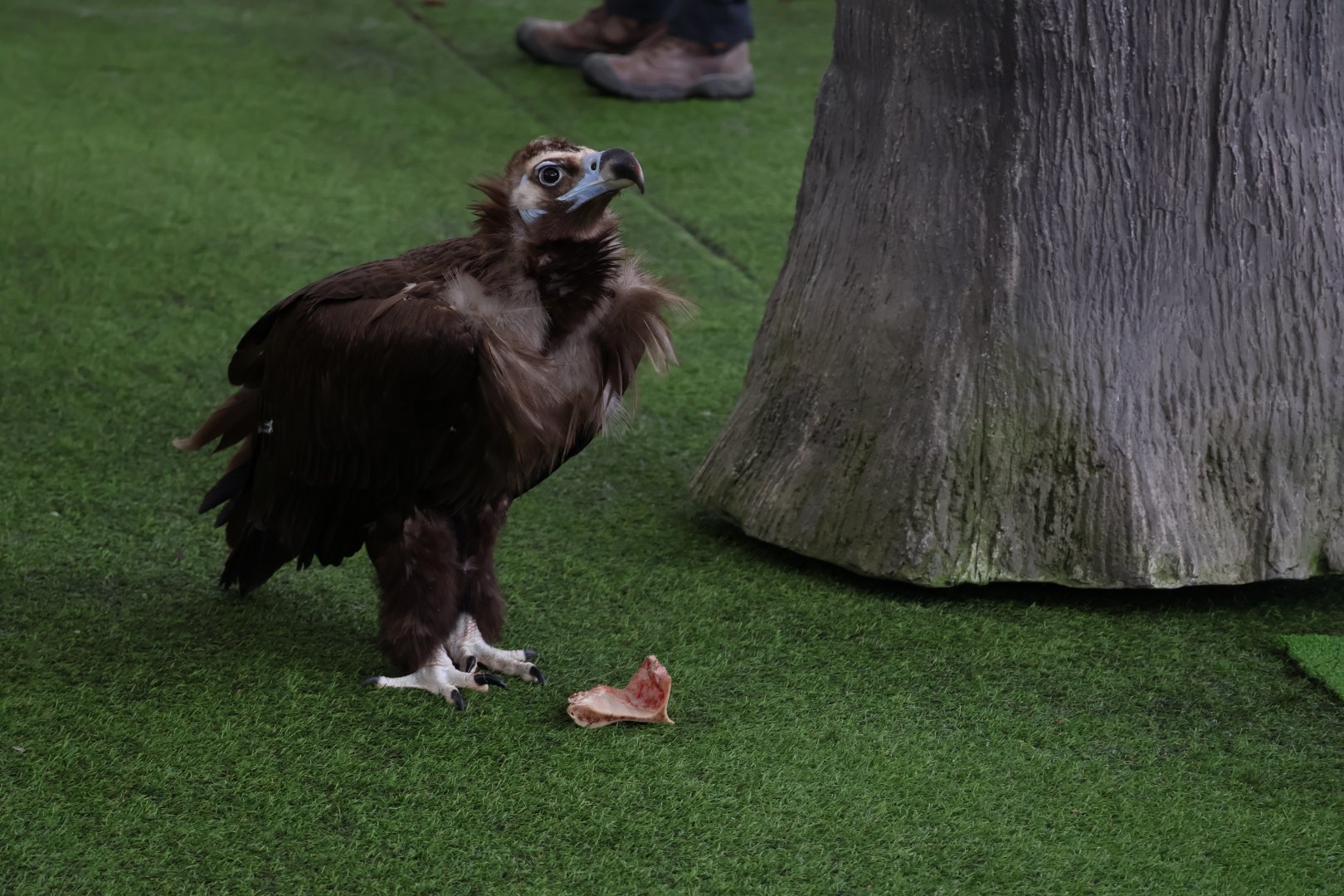 Cinereous Vulture (Aegypius monachus)