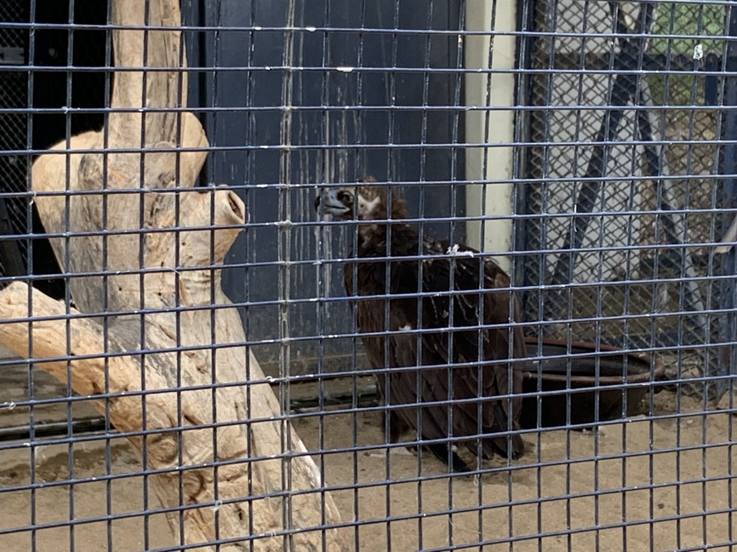 Cinereous vulture (Aegypius monachus)