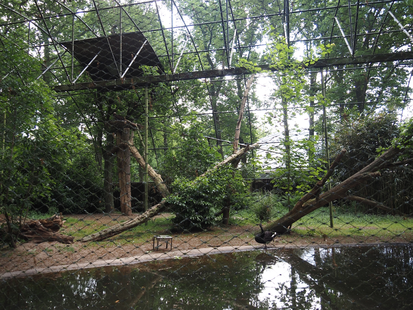 Cinereous vulture and black swan aviary, 2025-05-17
