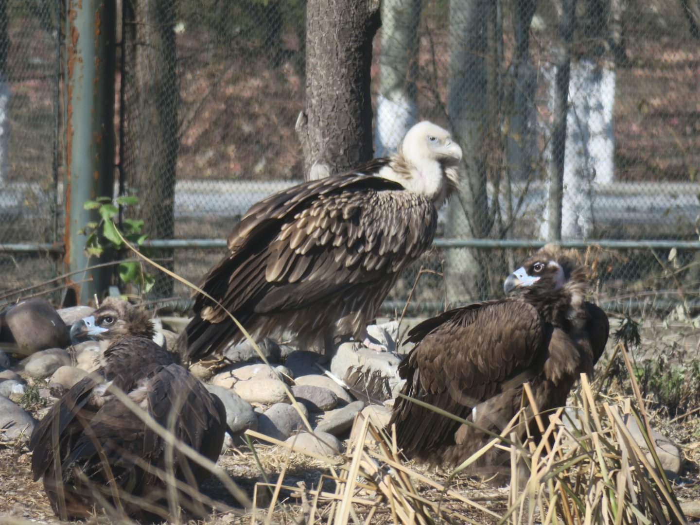cinereous vulture and Himalayan vulture