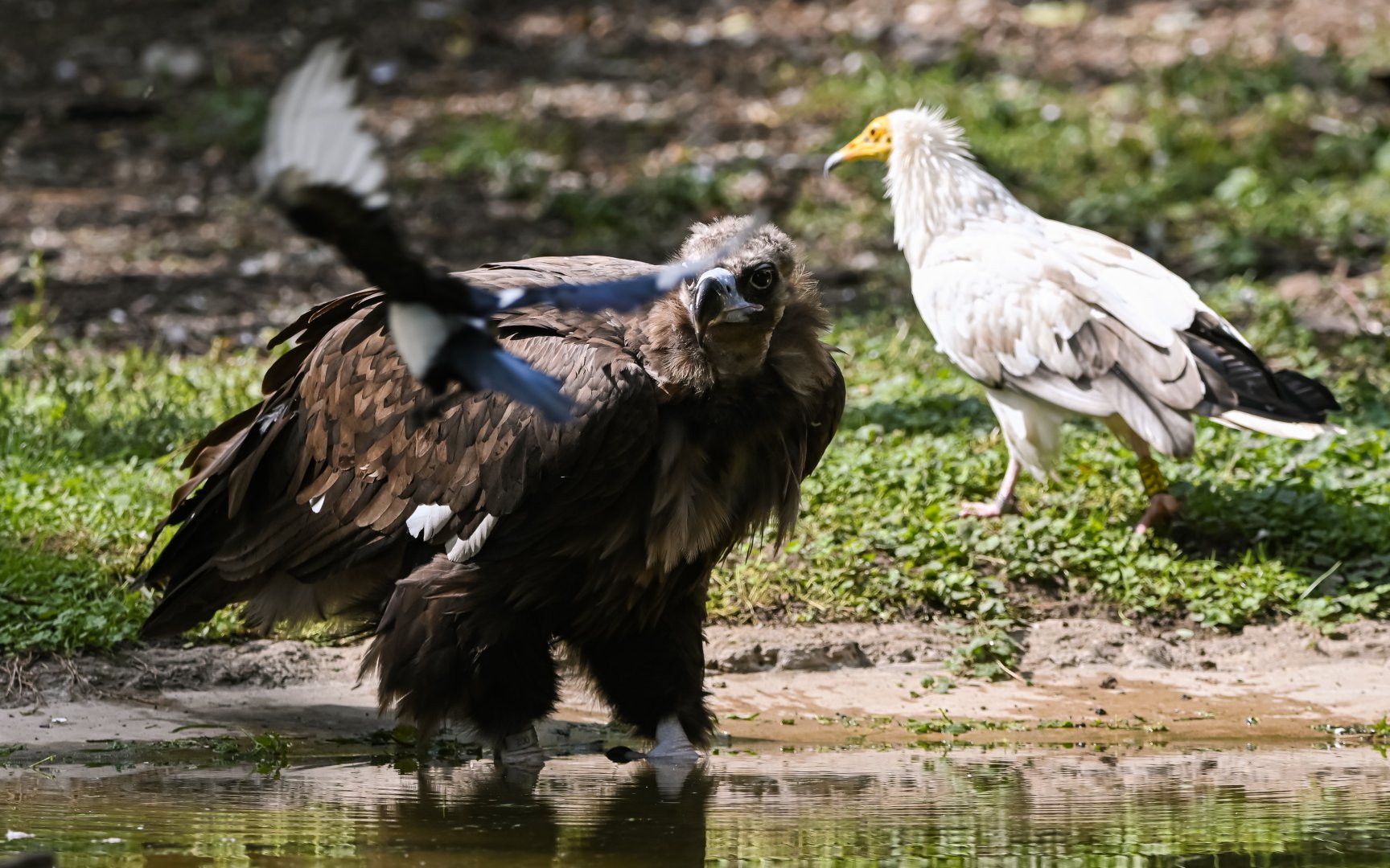 Cinereous vulture (and pals)